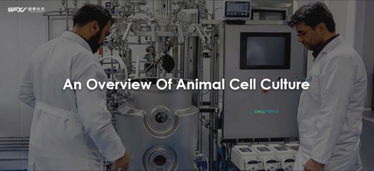 An Overview Of Animal Cell Culture