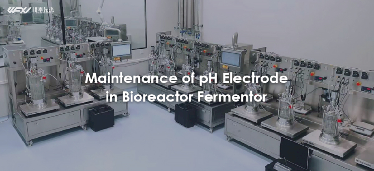 Maintenance Of PH Electrode In Bioreactor Fermentor